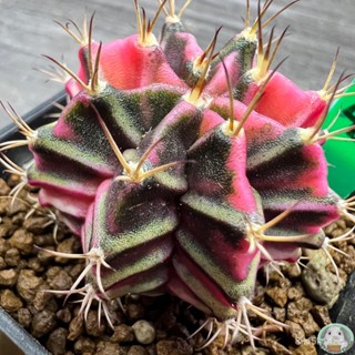 (G43) ต้นยิมโนด่าง คัดพิเศษ ไม้เมล็ด - (gymnocalycium) - แคคตัส/ง่าย ปลูก สวนครัว เมล็ด/อินทรีย์ 6TQA