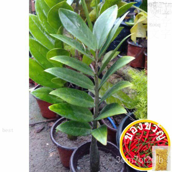 ZZ Plant/ Welcome Plant (กิ่ง/หลอดไฟ) แอปเปิ้ล/โปโล/ดอกไม้/ให้ผล/สวน/seeds/กุหลาบ/หว่อน/พรมเช็ดเท้า/