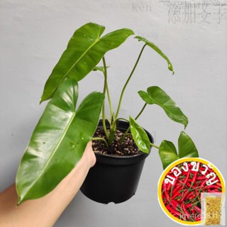 RP Live Plant Philodendron burle marx ดอกไม้สีเขียว/ทอยส์เจอร์/เซิร์ฟ/สวน/ดอกทานตะวัน/ดอกทานตะวัน/พลู/กางเกง 4YMK