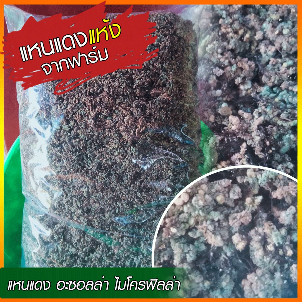 แหนแดง ตากแห้ง สายพันธุ์อะซอลล่า ไมโครฟิลล่า