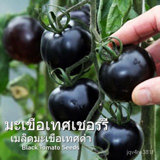 ไทยมีในสต็อก! ดำ มะเขือเทศเชอร์รี่ Black Cherry Tomato Seed บรรจุ 100 เมล็ด คุณภาพดี ราคาถูก ของแท้ 100% โดยธรรมชาติ เมล