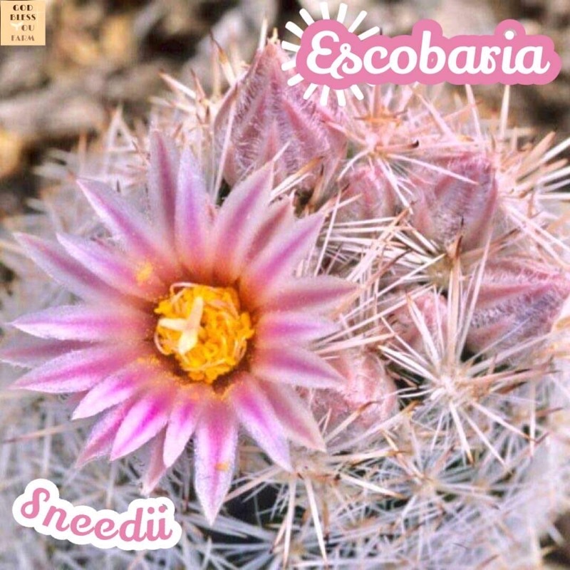 [เอสโคบาเรีย สนีดดิอาย] Escobaria Sneedii แคคตัส ต้นไม้ หนาม ทนแล้ง กุหลาบหิน อวบน้ำ พืชอวบน้ำ succulent cactus