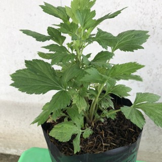 ต้น จิงจูฉ่าย ผักสวนครัว