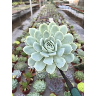 Echeveria Raspberry Iceใบสีฟ้าอมชมพู