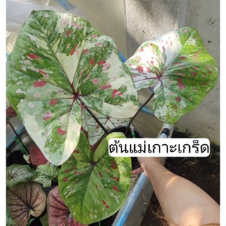 บอนสี บอนเทพ บอนแรร์ บอนสีราคาถูก