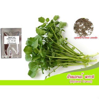 （คุณภาพสูง เมล็ด）อัพแลนด์เครส (upland cress) เครสอเมริกาอัพแลนด์ แลนด์เครส เครส วอร์เตอร์เครส Americ/ง่าย ปลูก ส/ขายดี B