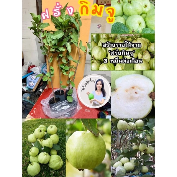 #ต้นฝรั่งกิมจู กิ่งตอนสูงราว60-80เซน พร้อมปลูกลงดินได้เลย ไม่ต้องเอาไปชำเอง 5-6เดือนติดผล ลูกดกมากต้นเตี้ย