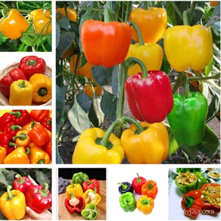 （คุณภาพสูง เมล็ด）ปลูกได้ทั่วไทย ปลูกง่าย พริกไทยหยกทอง Golden Jade Pepper Seeds 50 แคปซูล ต้น/ดอก ผัก ปลูก /ดอก 4CVM