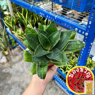 90s greenovation Live Indoor Plant Sansevieria superba คนแคระทานตะวัน/ทานตะวัน/ทานตะวัน/ทานตะวัน/แอปเปิ้ล/ RZIW