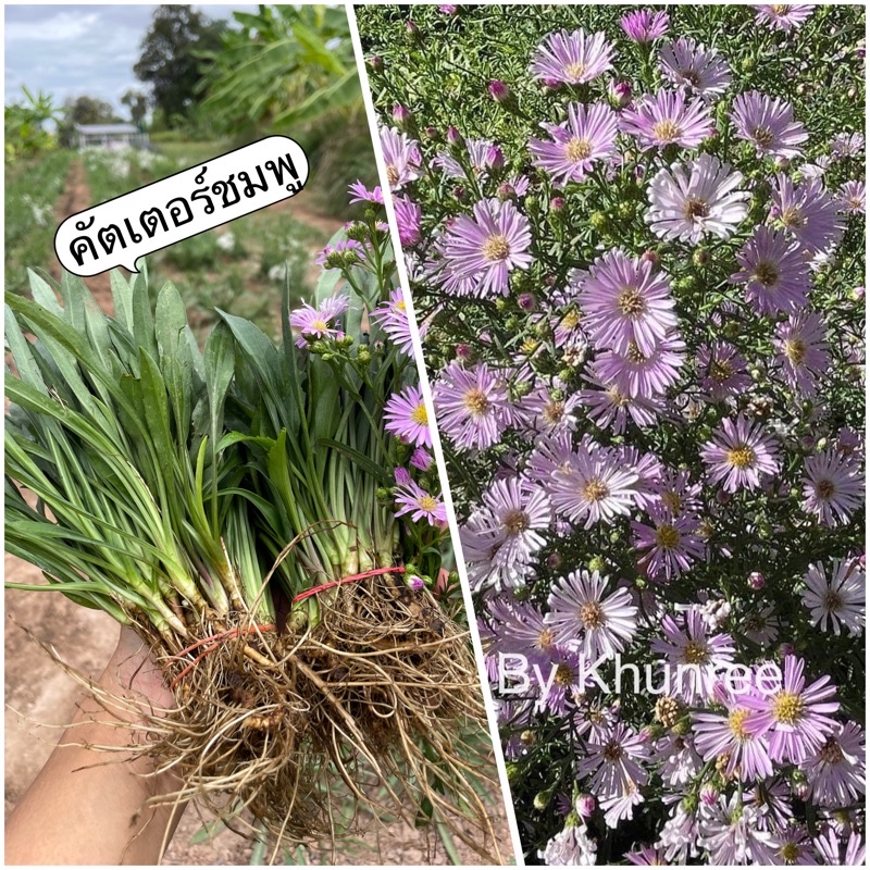 ต้นกล้าดอกคัตเตอร์ สีชมพู ต้นละ 1 บาท ชุด 50 ต้น