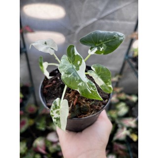 alocasia okinawa silver บอนโอกินาว่าซิลเวอร์ โอกินาว่า ต้นแม่นำเข้าจากญี่ปุ่น ส่งแบบกระถาง 6” ต้นแข็งแรง