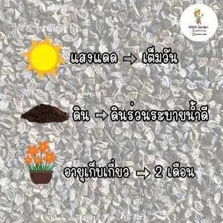เมล็ดพันธุ์ดอกกระดุมทอง Melampodium paludosum บรรจุ 200 เมล็ด อัตราการงอกสูง