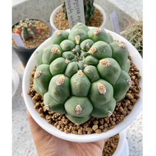 แคคตัสยิมโนหนังช้างหนามกุดขนาด 10-12 cm ยิมโนซากลิโอนิส Gymnocalycium saglionis แคคตัสสวยๆ