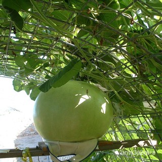 ผลิตภัณฑ์ใหม่ เมล็ดพันธุ์ 2022เมล็ดอวบอ้วน น้ำเต้าบัสเชล (Bushel Gourd Seed) บรรจุ 10 เมล็ด คุณภาพดี ของแท้เมล็ด/ขายด 4G