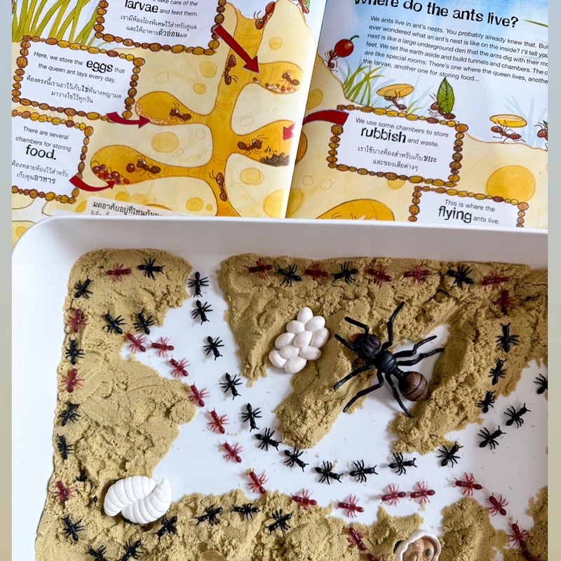 🐜Ant Sensory Play กล่องกิจกรรม เรียนรู้วงจรชีวิตมด โมเดลมด ฝึกแยกสีระหว่างมดดำ/มดแดง (ได้ทั้งเซ็ตในภาพ)