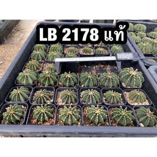 LB 2178 แท้ Gymnocalycium