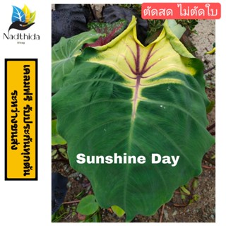 colocasia Sunshine day ตัดสดไม่ตัดใบ  โคโลคาเซีย ซันชายเดย์