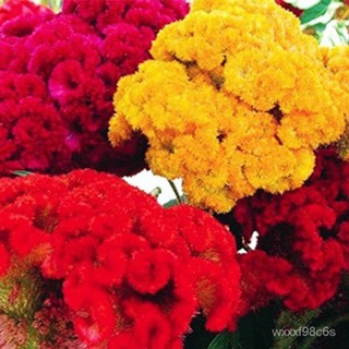 （คุณภาพสูง เมล็ด）เมล็ดพันธุ์ หงอนไก่ คละสี (Celosia Cristata Mix) บรรจุ 30 เมล็ด ความสูงประมาณ 60-70 ซม./ดอก HNO1