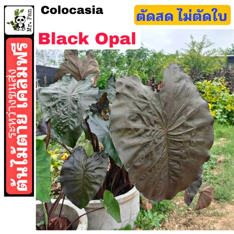 Colocasia Black Opal ตัดสดพร้อมใบ คาโลคาเซีย เเบล็ค โอปอล
