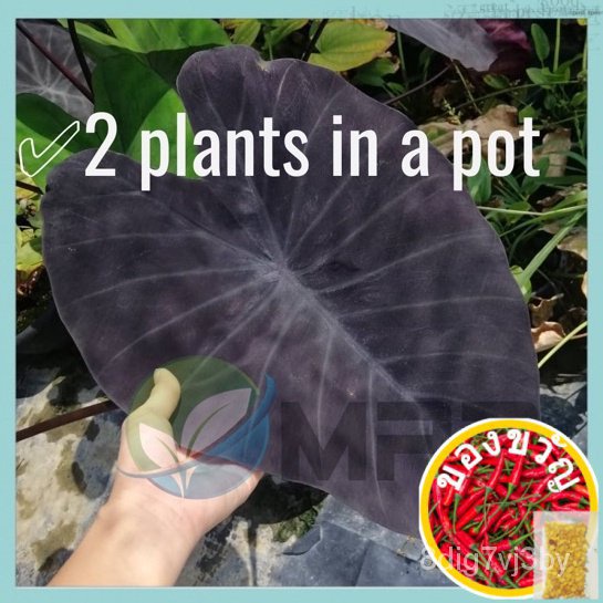 Colocasia Black magic/yam Magic Baby Plant/ช้างหู doll/rha/สวน์/แทร็อค/ รองเท้า /do FEZT