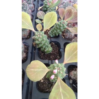 ไม้อวบน้ำ ยูโฟเบีย euphorbia ritchiei ต้นนาคราช (ตัวเมีย)