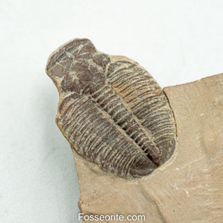 [อายุกว่า 505 ล้านปี!!!] #244 ฟอสซิล ไทรโลไบต์ Elrathia Kingi Trilobite ของแท้ ขนาดเล็ก บน Matrix จาก USA