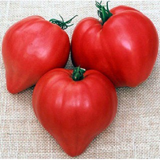 （โรงงานขายส่ง）มะเขือเทศหัวใจ (เมล็ด) Pink Oxheart Tomato Seed/อินทรีย์ JILW