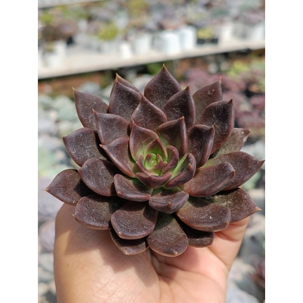 Echeverria  Black Prince กุหลาบหิน ไม้อวบน้ำ