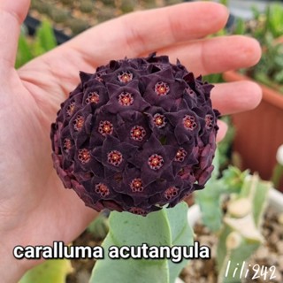 caralluma​ acutangula​ คารัลลูม่า อคูแทนกูลา