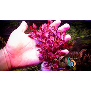 (ขายเป็นกิ่ง) ต้นไม้น้ำ ลัดวิเจีย มินิซุปเปอร์เรด ludwigia palustris super red