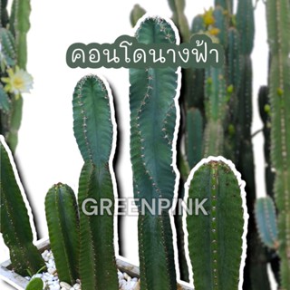 คอนโดนางฟ้า ตัดสด ปราสาทนางฟ้า ตอคอนโดนางฟ้า ต้นคอนโดนางฟ้า Cactus แคคตัส กระบองเพชร คอนโดนางฟ้ายักษ์ แต่งคาเฟ่ แต่งร้าน