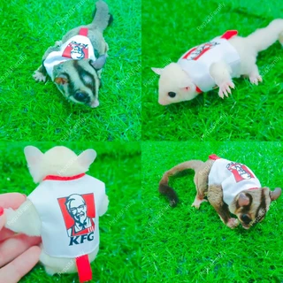 🌟🌟ถูก​ที่สุดเสื้อชูก้า​พร้อมสายจู​ง🌟🌟[[[ Pepzi&Family ]]]] เสื้อพร้อมสายจูงชูก้า ชูก้าร์ ชูการ์ไกรเดอร์ ชูการ์ไกลเดอร์