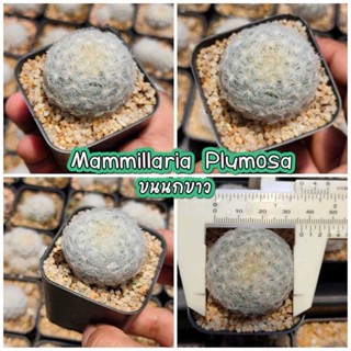 กระบองเพชร แมมขนนกขาว Mammillaria Plumosa ไม้เมล็ด ขนปุย ดอกหอม น่ารักมาก แมมมิลลาเรีย [กระบองเพชร, แมมขนนก, cactus]