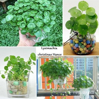 ผลิตภัณฑ์ใหม่ เมล็ดพันธุ์ 2022พร้อมสต็อกประเทศไทย 50 Pcs Fish Tank WaterLily Copper Grass Pilea Seeds Water Gra /ขายดี Z