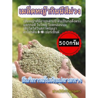 ✅ กินนี กินนี่สีม่วง เมล็ดหญ้ากินนี่สีม่วง 500 กรัม (พร้อมปลูก)