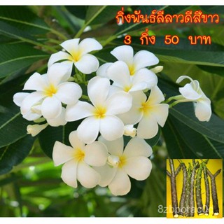 （คุณภาพสูง เมล็ด）กิ่งพันธ์ลีลาวดีสีขาว 3 กิ่ง 50 บาท ตัดสดตามออเดอร์/ง่าย ปลูก สวนครัว เมล็ด/อินทรีย์ QYMU