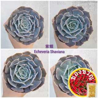 นำเข้า succulents Live Plant พร้อมสต็อกสีม่วง succulents echeveria shaviana กางเกงชั้นใน /succulents /x/เ... 5WGN