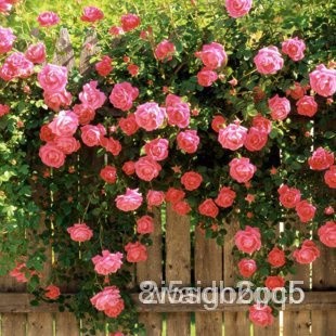 ผลิตภัณฑ์ใหม่ เมล็ดพันธุ์ 2022Pink rose seeds Bonsai Flower for Indoor Rooms Seed 20 Particles / lot JVZJ คละ สวนค/เ BBT