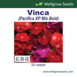 ผลิตภัณฑ์ใหม่ เมล็ดพันธุ์ จุดประเทศไทย ❤Flower Seeds :  Vinca Pacifica XP Mix Bold (20 seeds) Periwinkleเมล็ดอวบ/สวนครัว