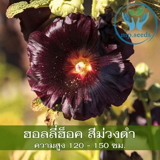 เมล็ดพันธุ์ฮอลลี่ฮ็อค คละสี 420 เมล็ด ฮอลลี่ฮ็อค ดอกซ้อน / ฮอลลี่ฮ็อค แคระ HollyHock Mix
