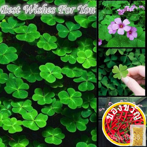 ม็อบ200เออร์เซล็ตต์ O0EV