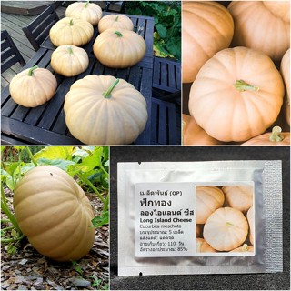 เมล็ดพันธุ์ ฟักทอง ลองไอแลนด์ ชีส Long Island Cheese Squash Seed 5 เมล็ด คุณภาพดี ราคาถูก ของแท้ 100%