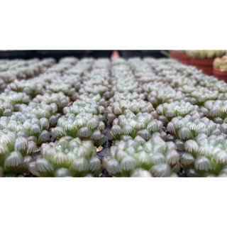 ฮาโวเทีย หยดน้ำUSA haworthia cooperi var.truncata