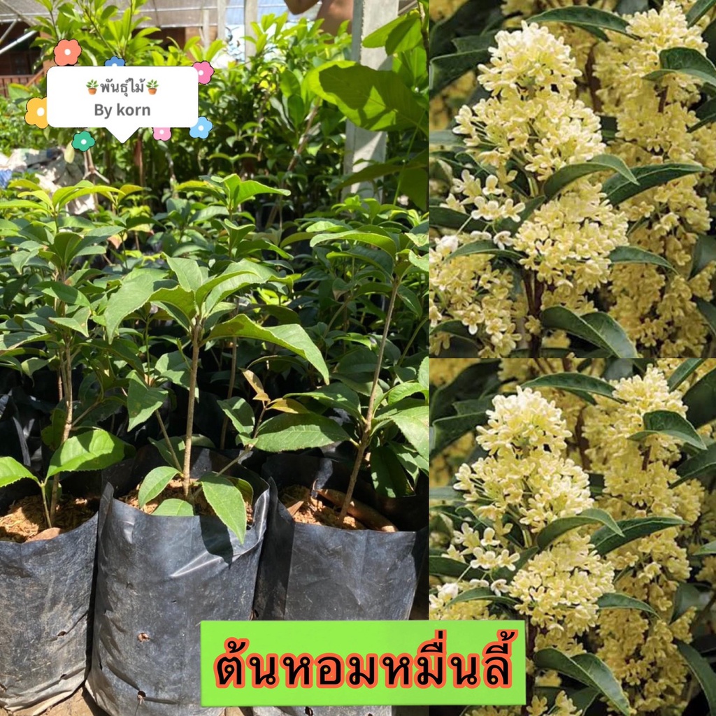 ต้นหอมหมื่นลี้ ไม้ดอก แข็งแรงพร้อมปลูก พร้อมส่ง สำคัญกรุณาสั่งซื้อในเวลา12:00น.-00:00น.