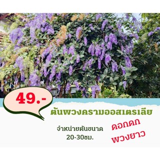 ต้นพวงครามออสเตรเลีย เพาะจากต้นแม่เกรดดี สูง 80ซม.