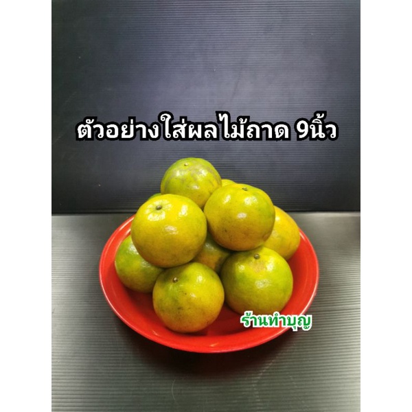 ถาดไหว้เจ้า ถาดแดง มี 3 ขนาด ไหว้เจ้า ใส่ของไหว้เจ้า ใส่ผลไม้  มีอักษรจีนแดงรุปตัวฮก ตรุษจีน สาทรจีน พิธีการ พร้อมส่ง - รูปที่ 6