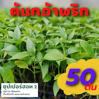 ต้นกล้าพริก 50 ต้น อัมพวา ซุปเปอร์ฮอท 2 ต้นอ่อนพริกขี้หนู ต้นอ่อนพริก