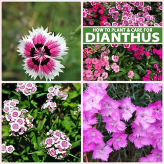 ดอกผีเสื้อ Colorfull dianthus คละสี ถูกที่สุด 10บ 30 เมล็ด 🎈ดอกสวย🎈งอกง่าย 🌱โตไว☘️พุ่มใหญ่