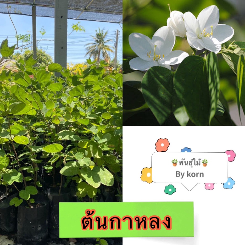 ต้น กาหลงขาว พญากาหลง  มีสีขาวและสีครีม พร้อมส่ง สำคัญกรุณาสั่งซื้อในเวลา12:00น.-00:00น.