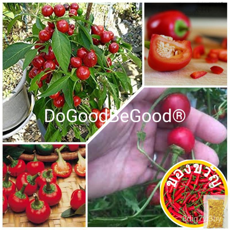 100pcshot volkswatans นะคับ (วง12) ผักชีฝรั่ง/กางเกง/สวน/tongqi/ดอกไม้/ไม้จันทน์/ชุดชั้นใน/สร 1TBW